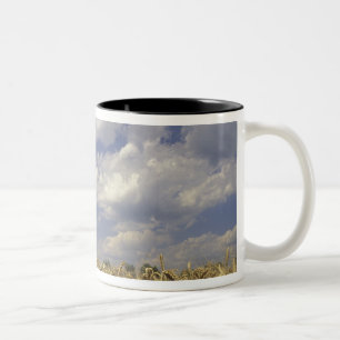 Caneca De Café Em Dois Tons EUA, Kentucky, Louisville. Cultura de trigo e
