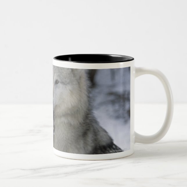 Caneca De Café Em Dois Tons EUA, Montana, lobos que jogam na neve (Direita)