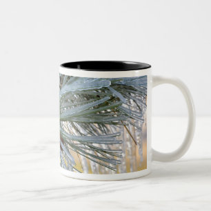 Caneca De Café Em Dois Tons EUA, Oregon, Bend. agulhas de pinheiros Ponderosa 