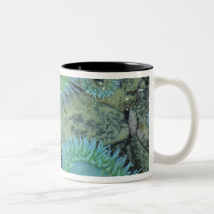 Caneca De Café Em Dois Tons EUA, Oregon, Nepture SP. Mar com tons de joia