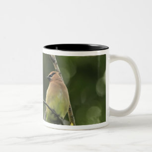 Caneca De Café Em Dois Tons EUA, Oregon, Portland. Macho de cambaxirra-america