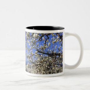 Caneca De Café Em Dois Tons EUA, Oregon, Vale de Hood River, pomar de Pear