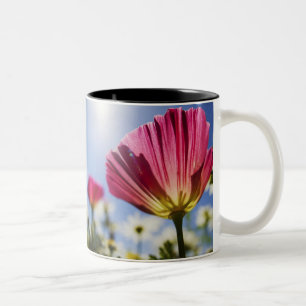 Caneca De Café Em Dois Tons EUA, Oregon, Vale do Willamette, Close UP de