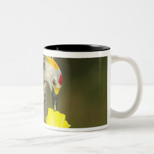 Caneca De Café Em Dois Tons EUA, Texas, Vale do Rio Grande, McAllen. Macho