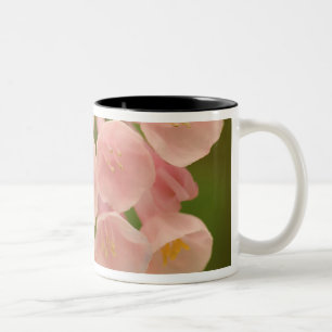 Caneca De Café Em Dois Tons EUA, Virgínia, Manassas, Manassas Nacional