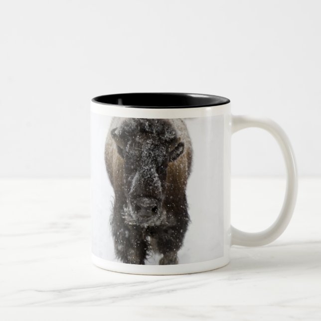 Caneca De Café Em Dois Tons EUA, WY, Yellowstone NP, American Bison (Bison) (Direita)