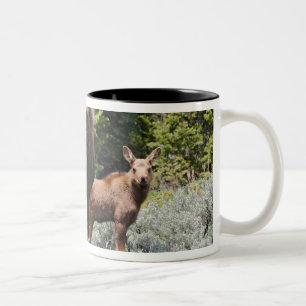 Caneca De Café Em Dois Tons EUA, Wyoming, Montanhas Bighorn, Alces de alce