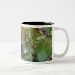 Caneca De Café Em Dois Tons Europa, França, Roussillon. Vinhas, com