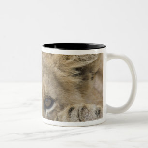 Caneca De Café Em Dois Tons Feche acima da cara de filhote de leão