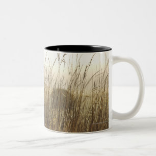 Caneca De Café Em Dois Tons Feche acima da fotografia do trigo