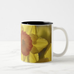 Caneca De Café Em Dois Tons Feche acima Daffodil amarelo/alaranjado