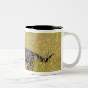 Caneca De Café Em Dois Tons Filhote de cachorro 16 meses