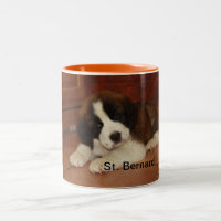 Filhote de cachorro adorável e doce de St Bernard