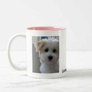 Caneca De Café Em Dois Tons Filhote de cachorro de Havanese
