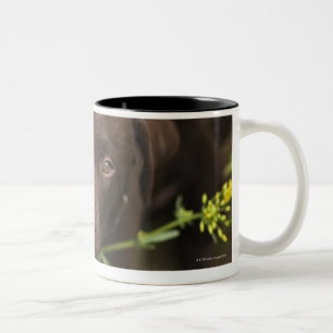 Caneca De Café Em Dois Tons Filhote de cachorro de Labrador que senta-se na