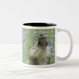 Caneca De Café Em Dois Tons Filhotes de cachorro de lobo que urram no prado