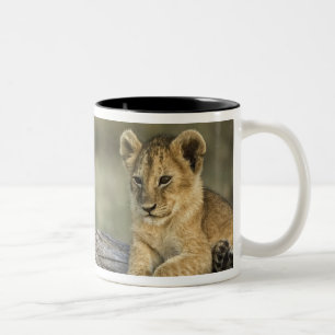 Caneca De Café Em Dois Tons Filhotes de Leão em Tronco