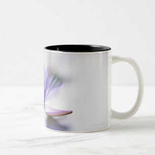 Caneca De Café Em Dois Tons Fim-Acima de um Água-Lírio roxo que flutua sobre