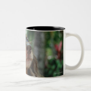Caneca De Café Em Dois Tons Fim-acima de um cão do Dachshund que senta-se em
