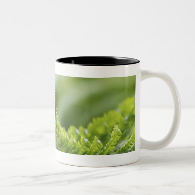 Caneca De Café Em Dois Tons Fim-acima de um joaninha em um ramo (Direita)