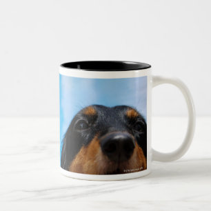 Caneca De Café Em Dois Tons Fim-acima de uma ânsia do cão do Dachshund