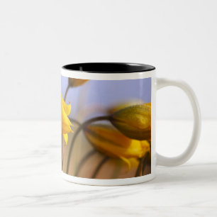 Caneca De Café Em Dois Tons Fim-acima dos daffodils