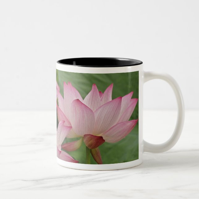 Caneca De Café Em Dois Tons Flor de lótus, Nelumbo nucifera, China 2 (Direita)