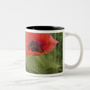 Caneca De Café Em Dois Tons Flor de papoula vermelha, Toscana, Itália