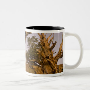 Caneca De Café Em Dois Tons Floresta Antiga de Bristlecone, Montanhas Brancas,