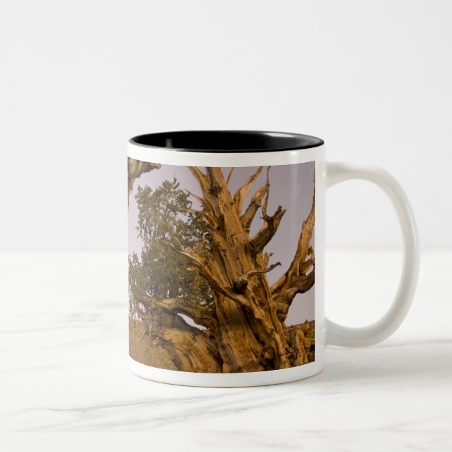 Caneca De Café Em Dois Tons Floresta de Bristlecone Antiga, Montanhas Brancas, (Direita)