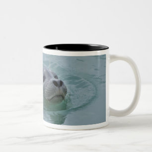 Caneca De Café Em Dois Tons Foca-comum nadando no lago glacial Jokulsarlon