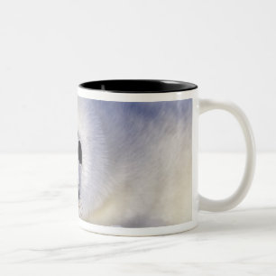 Caneca De Café Em Dois Tons Foca harpa filhote gelo Golfo de São Lourenço,