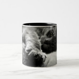 Caneca De Café Em Dois Tons Foto do gato do gatinho