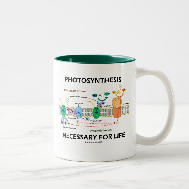 Caneca De Café Em Dois Tons Fotossíntese Necessária Para a Vida (Direita)