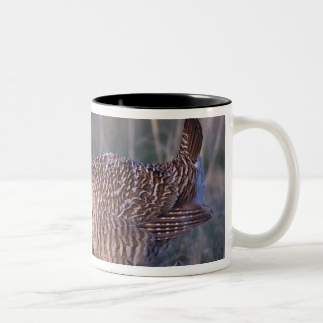 Caneca De Café Em Dois Tons Frango-da-pradaria-menor, Tympanuchus (Direita)