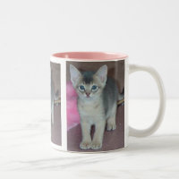 Gatinho Abyssinian seis semanas velho