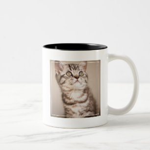 Caneca De Café Em Dois Tons Gatinho britânico cinzento bonito do cabelo curto