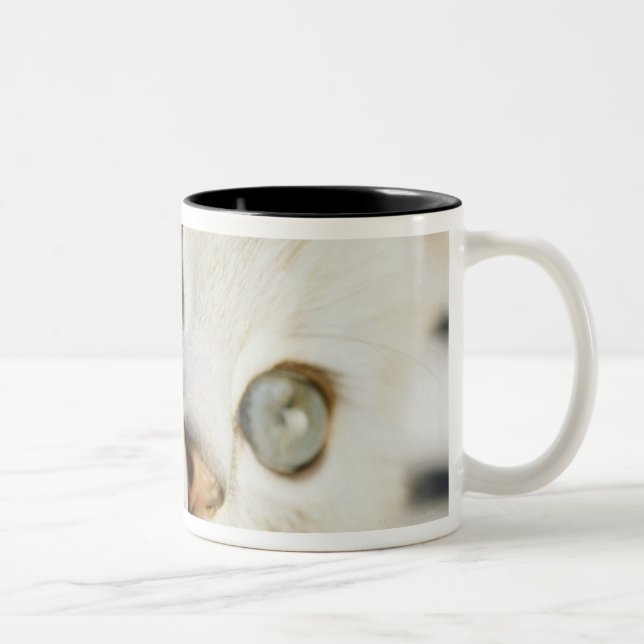 Caneca De Café Em Dois Tons Gatinho, fim-acima 2 (Direita)