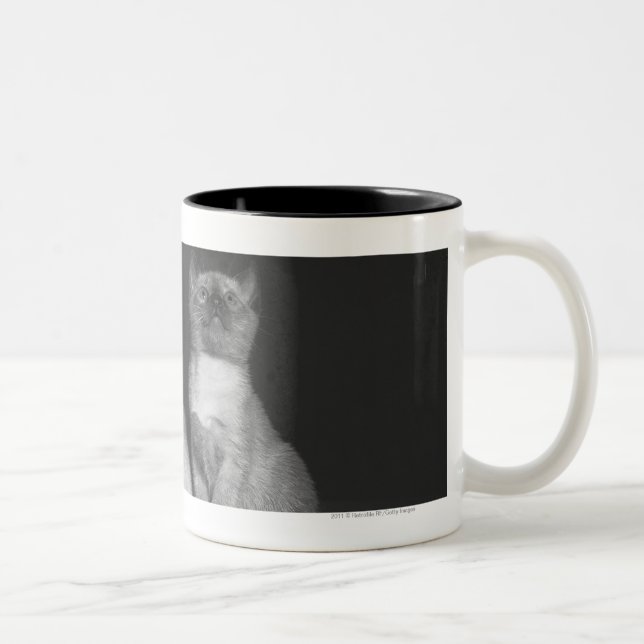 Caneca De Café Em Dois Tons Gatinhos Siamese que olham acima B&W (Direita)