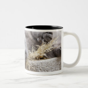 Caneca De Café Em Dois Tons Gato cinzento que encontra-se no pote, Olargues,