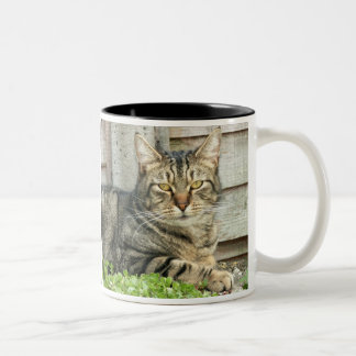 Caneca De Café Em Dois Tons Gato de gato malhado
