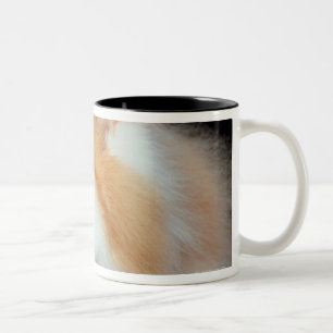 Caneca De Café Em Dois Tons Gato Eyed e bonito da laranja