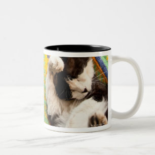 Caneca De Café Em Dois Tons Gato que encontra-se no hammock mexicano maia