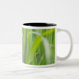 Caneca De Café Em Dois Tons Gato que esconde na grama