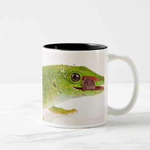 Caneca De Café Em Dois Tons Geco do dia de Madagascar (madagascariensis de