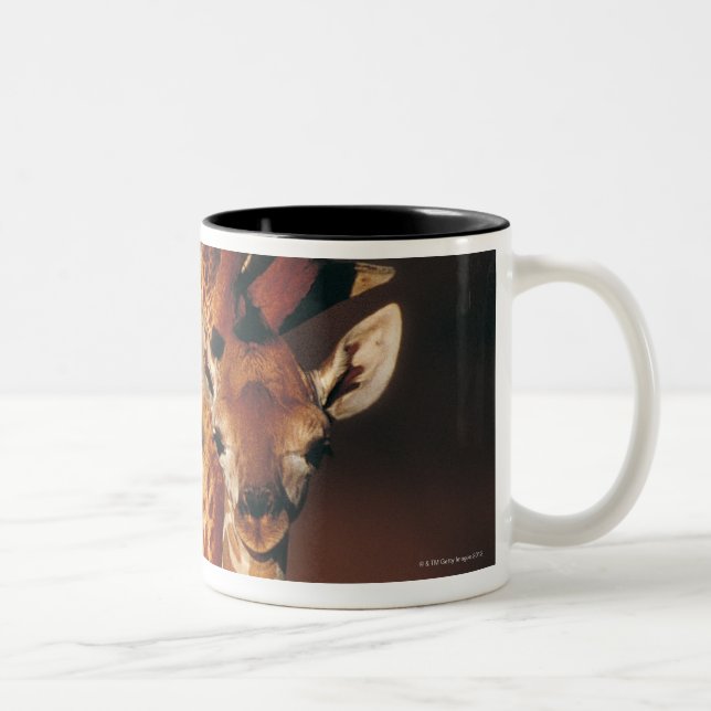 Caneca De Café Em Dois Tons Girafa adulto com vitela (camelopardalis do (Direita)
