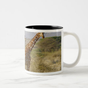 Caneca De Café Em Dois Tons Girafa somaliano, girafa Reticulated, Giraffa