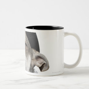 Caneca De Café Em Dois Tons Grande ângulo de uma chihuahua com seu eyes