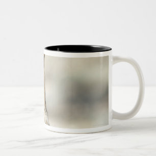 Caneca De Café Em Dois Tons Grande coruja Horned (virginianus) do bubão,