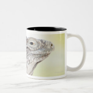 Caneca De Café Em Dois Tons Grande iguana verde que basking no sol no